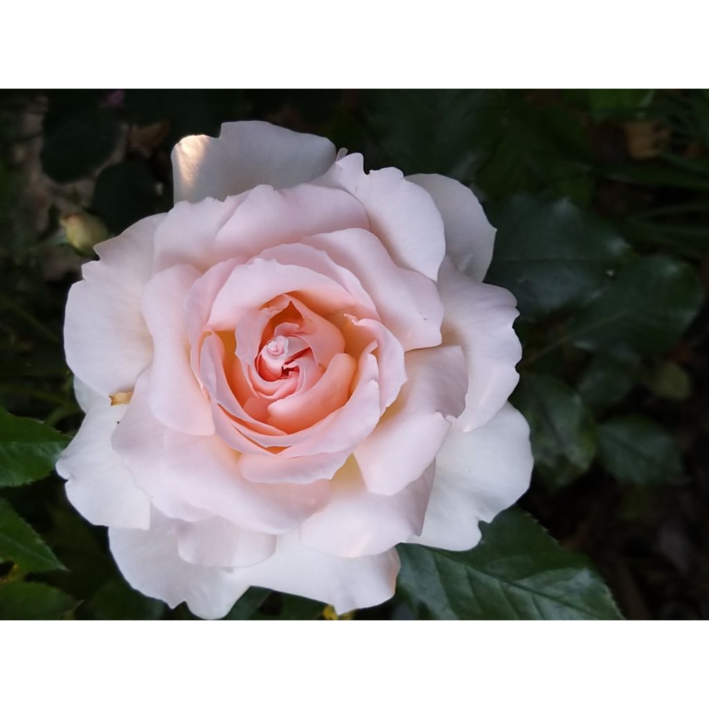 Roseira de flor grande Chandos Beauty