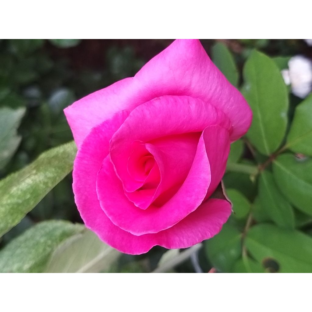 Roseira de flor grande The McCartney Rose