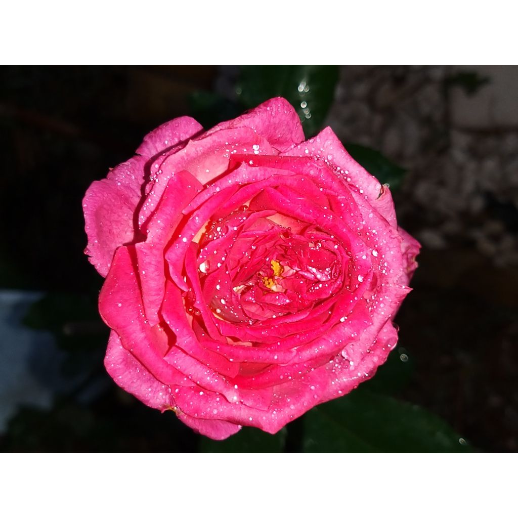 Roseira de flor grande Thierry Marx