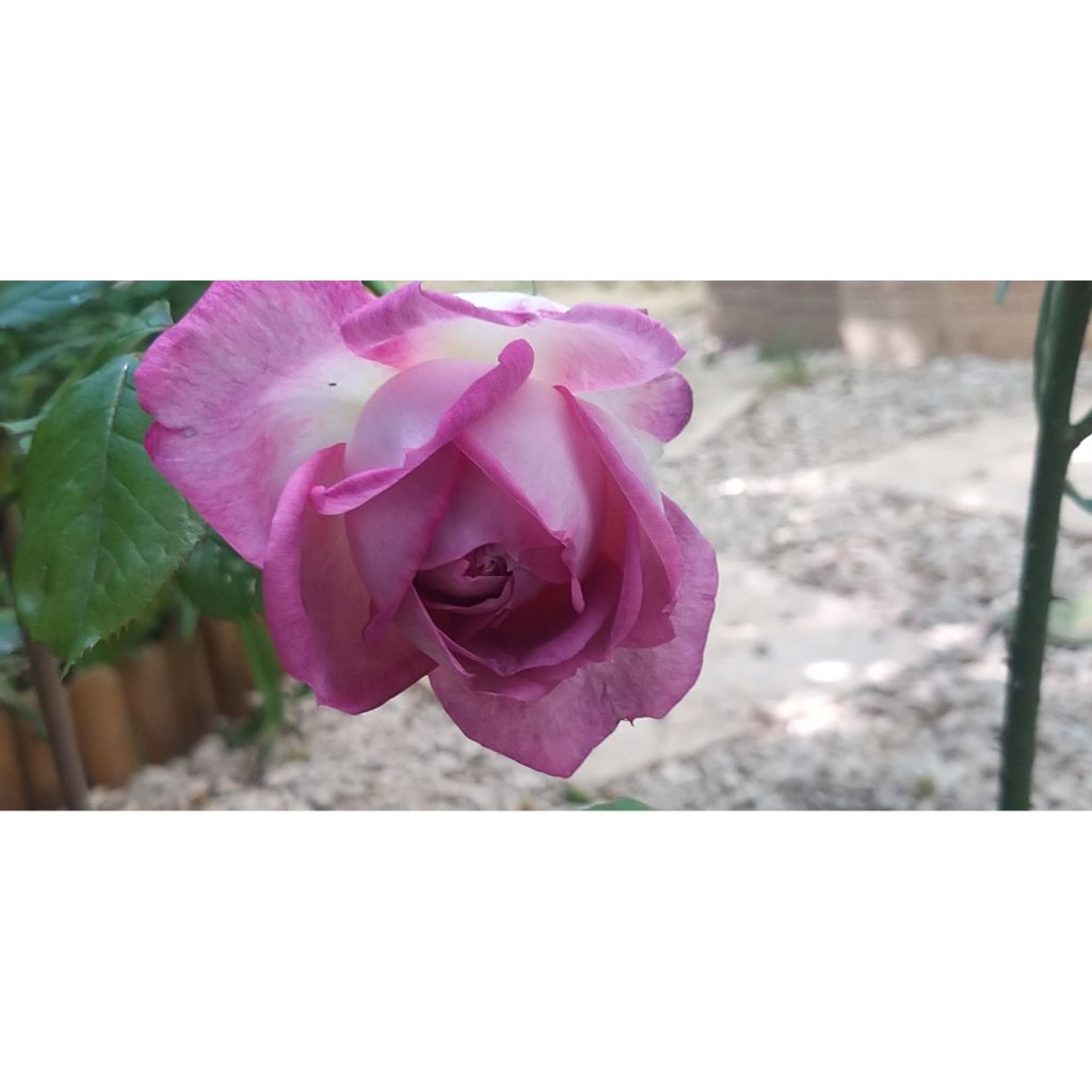 Roseira de flor grande Thierry Marx