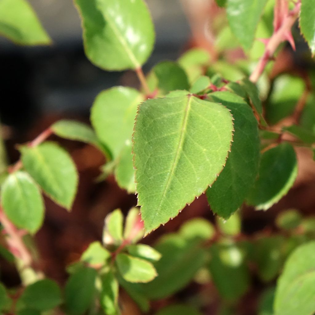 Roseira de flor grande Thierry Marx