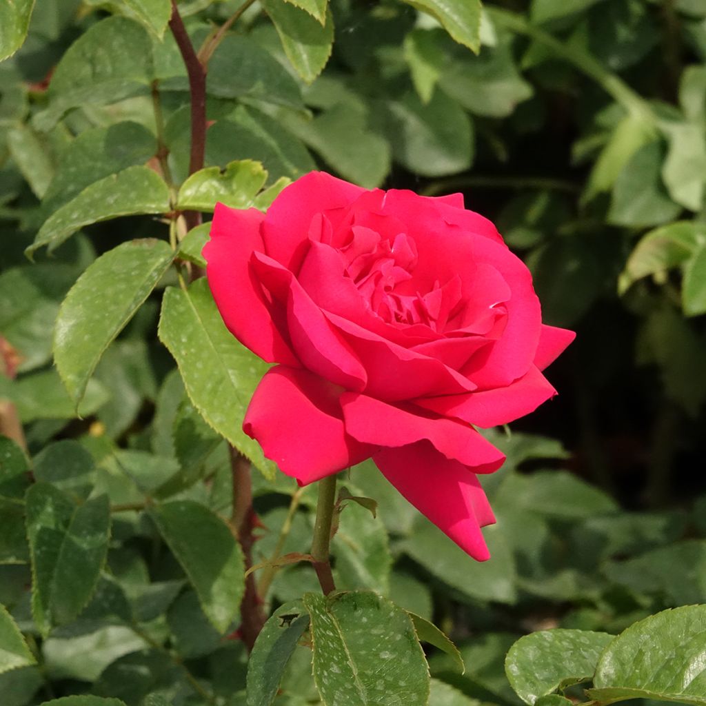 Roseira de flor grande Velasquez