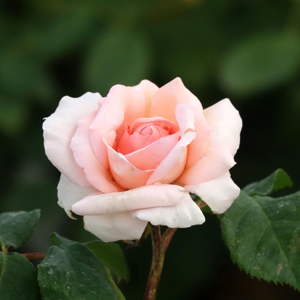 Roseira de flor grande Ville de Fontenay-aux-Roses