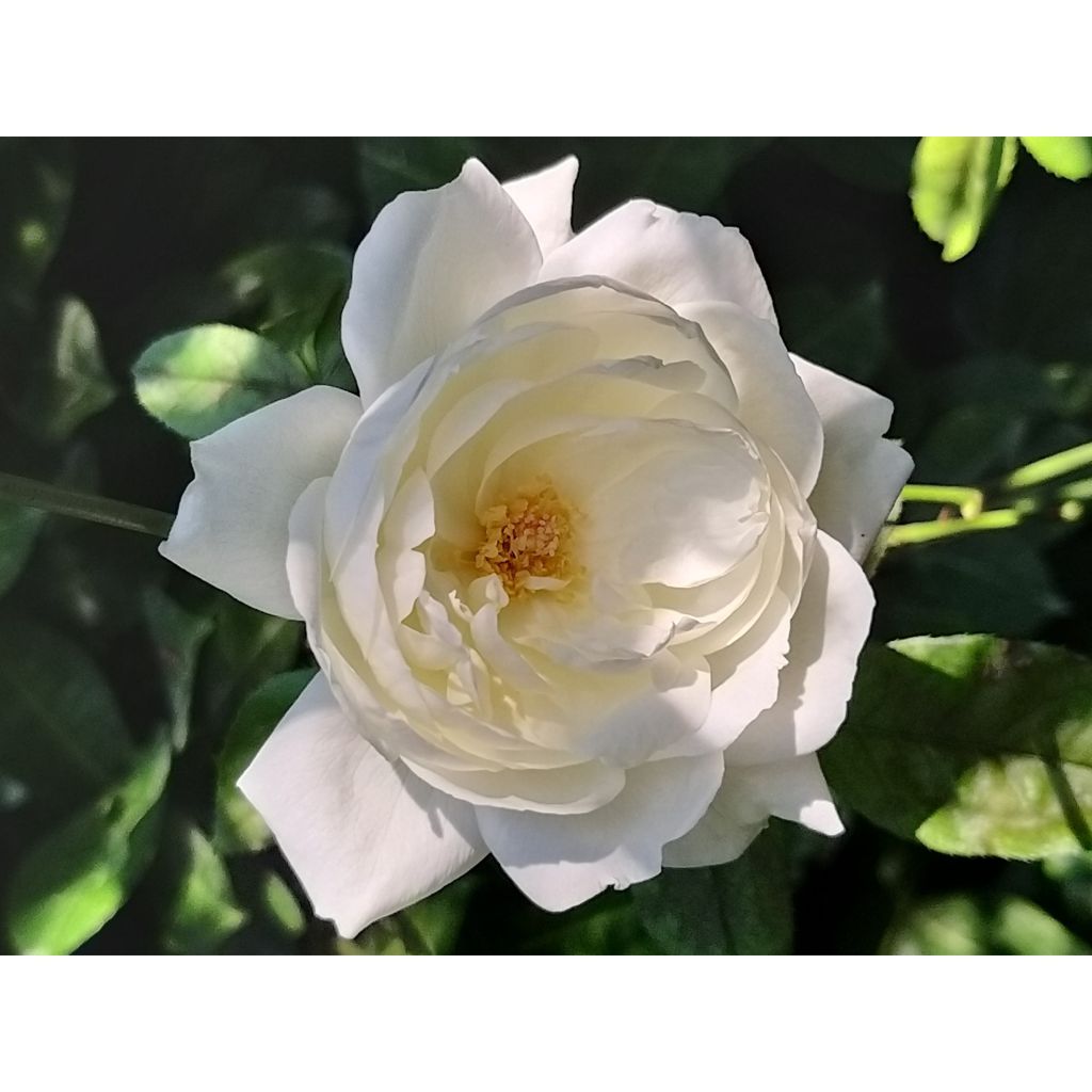 Roseira de flor grande Virgo