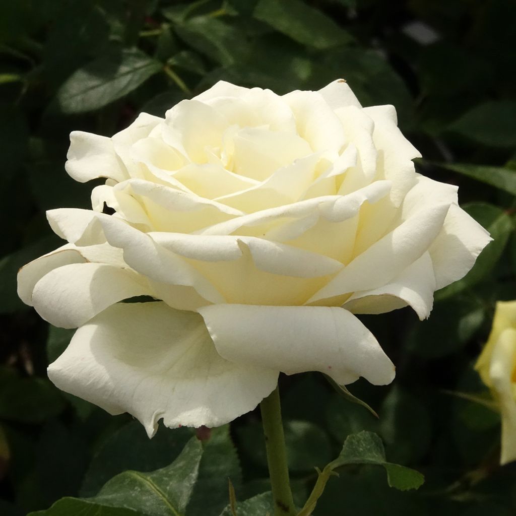 Roseira de flor grande White Symphony