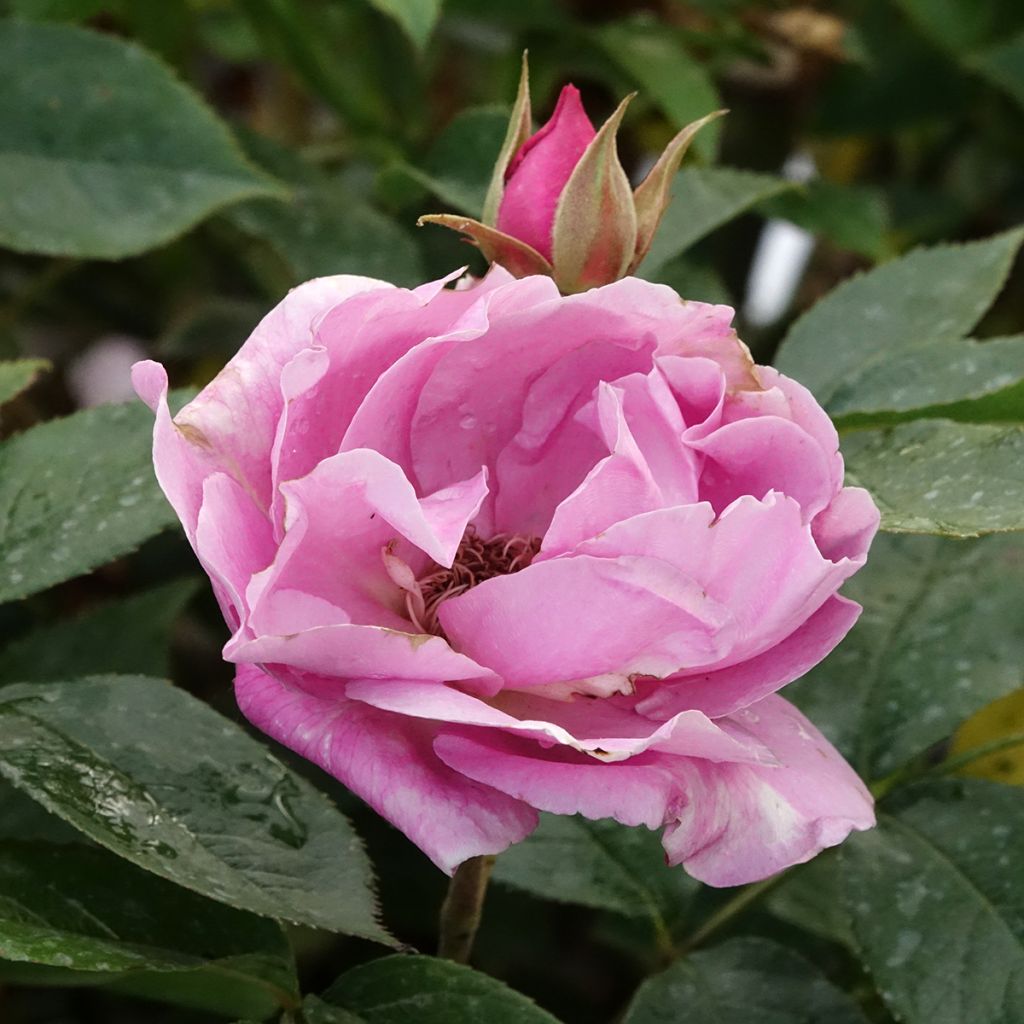 Roseira de flor grande Womanity