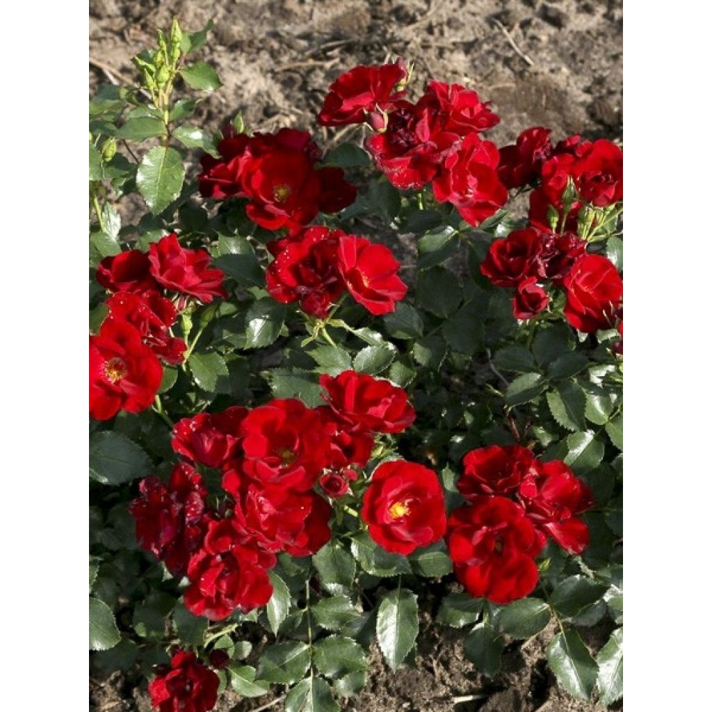 Roseira floribunda Urban Streetlight Marondo