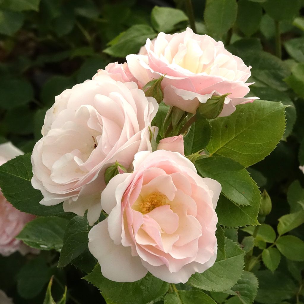 Roseira de canteiro Pear