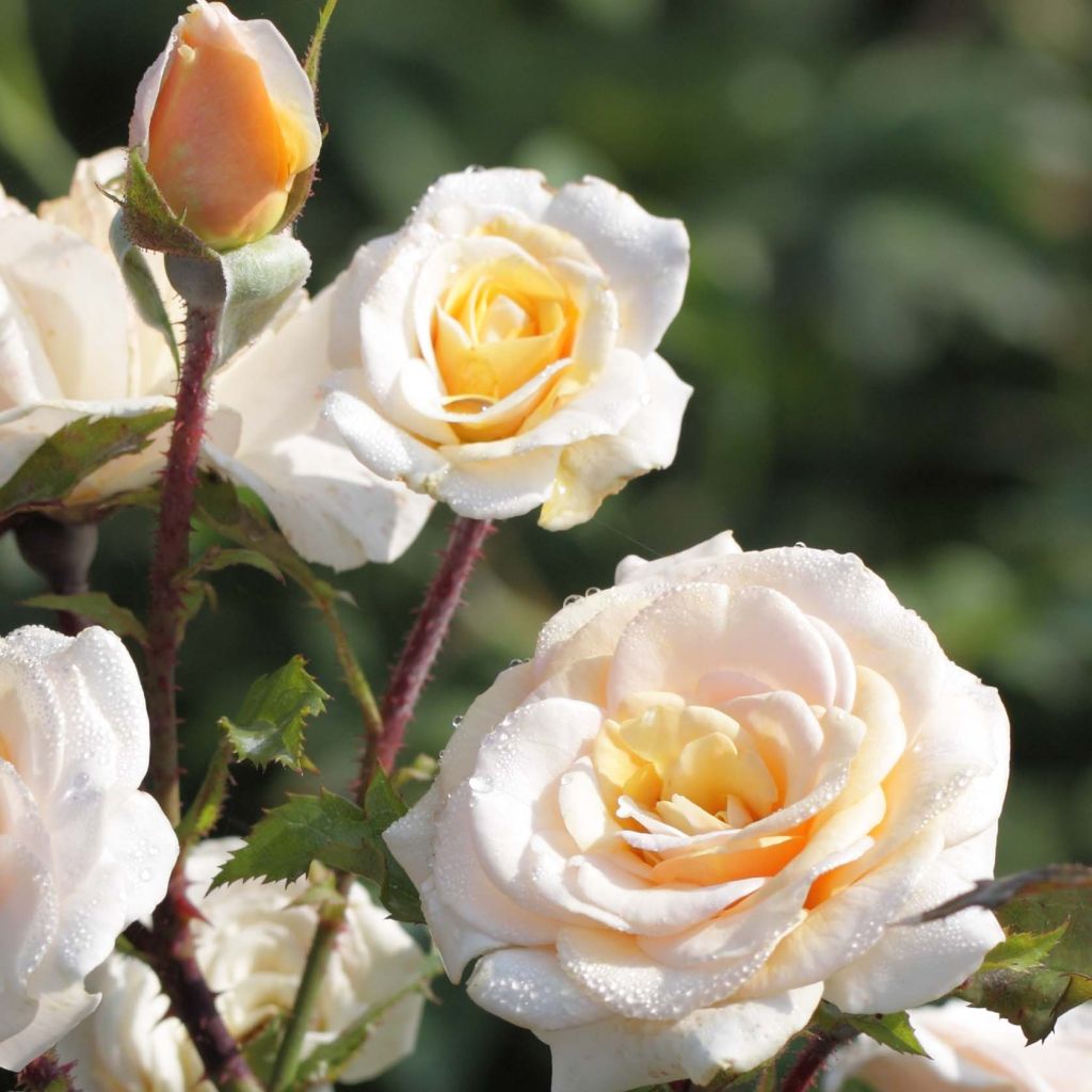 Roseira de canteiro Sweet Honey