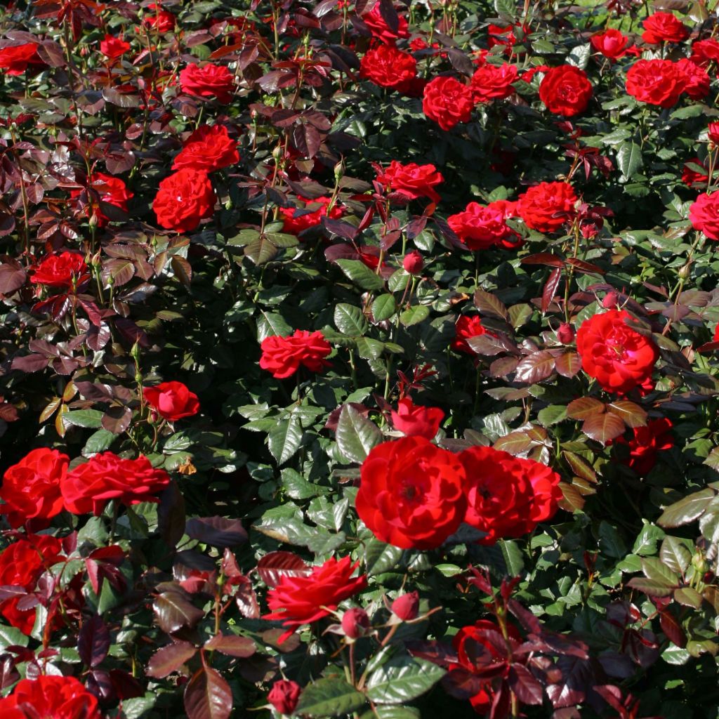 Roseira de canteiro The Times