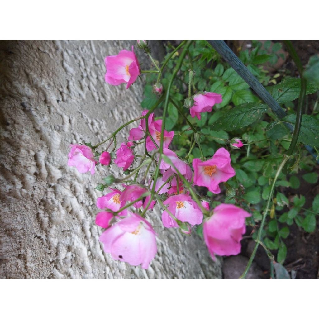 Roseira antiga Ballerina