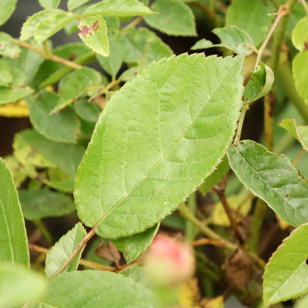 Roseira antiga Cornelia