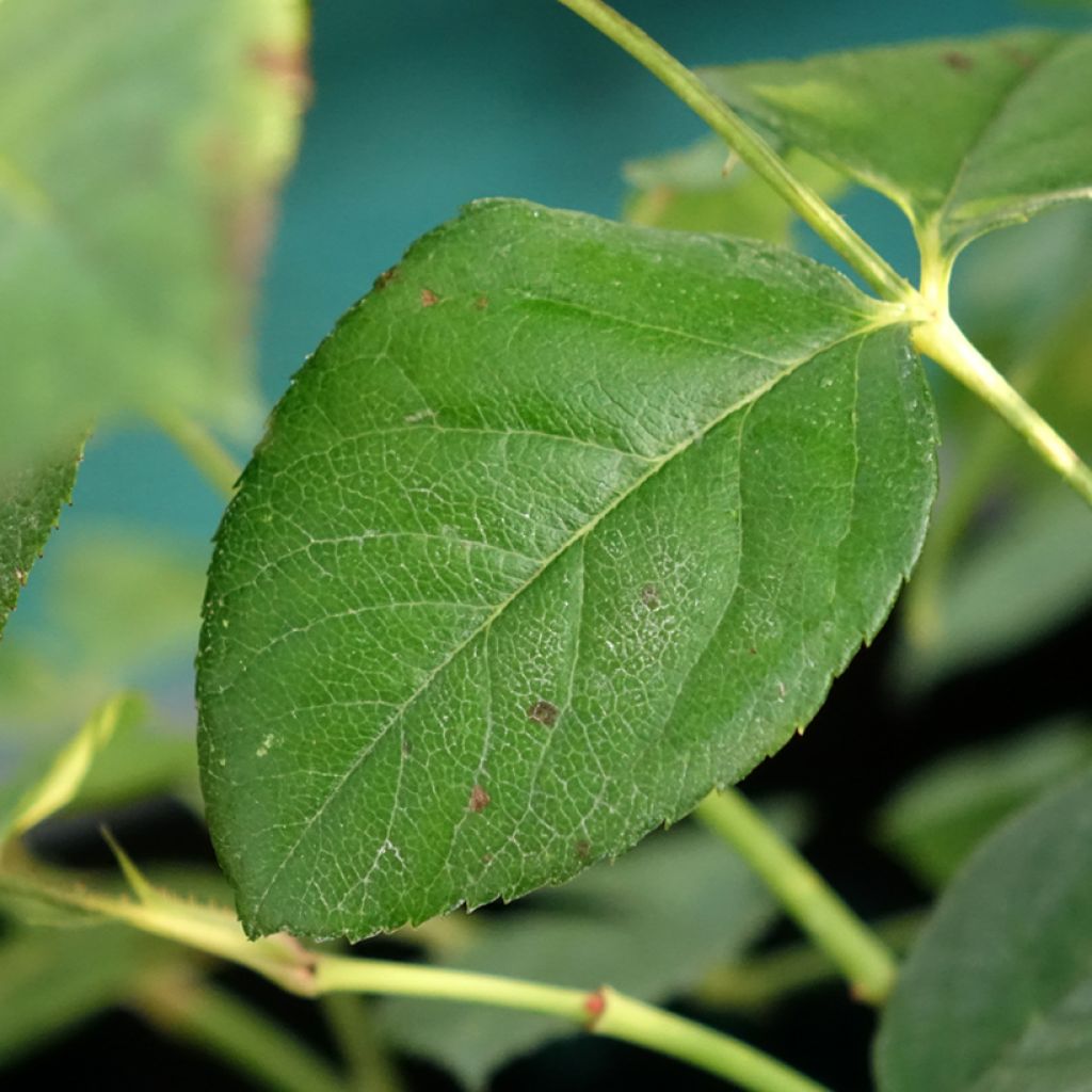 Roseira de flor grande Fragrant Old Yellow