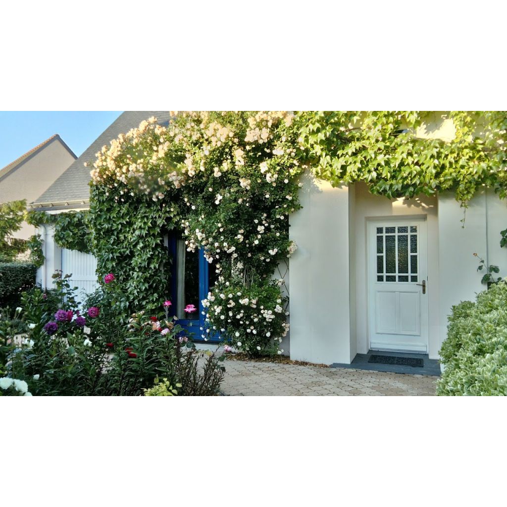 Roseira antiga Ghislaine de Féligonde