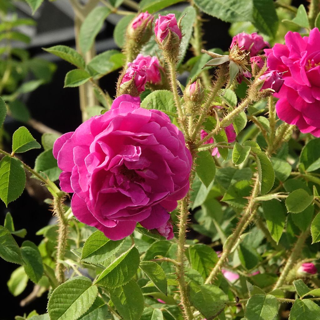 Rosa centifolia muscosa Henri Martin 'Red Moss' - Roseira antiga