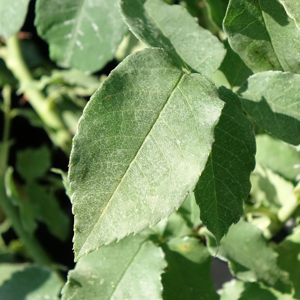 Roseira antiga Honorine de Brabant