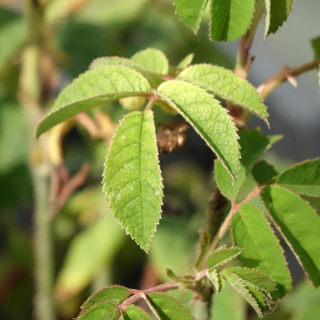 Roseira antiga Jenny Duval