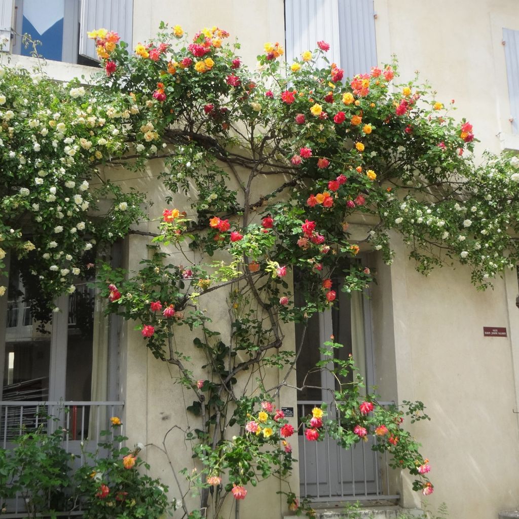 Roseira antiga Joseph's Coat