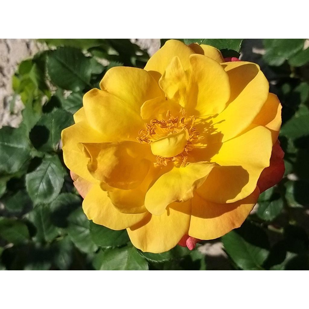 Roseira antiga Joseph's Coat