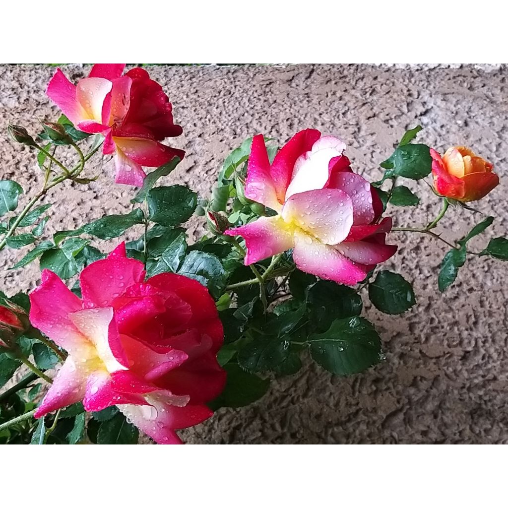 Roseira antiga Joseph's Coat