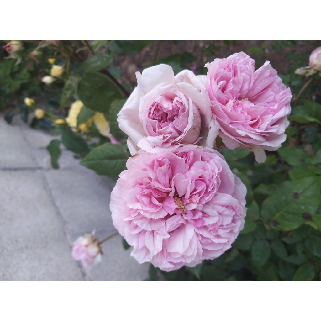 Roseira antiga Madame Ernest Calvat