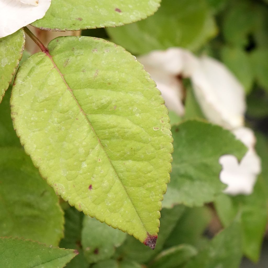 Roseira antiga Madame Ernest Calvat