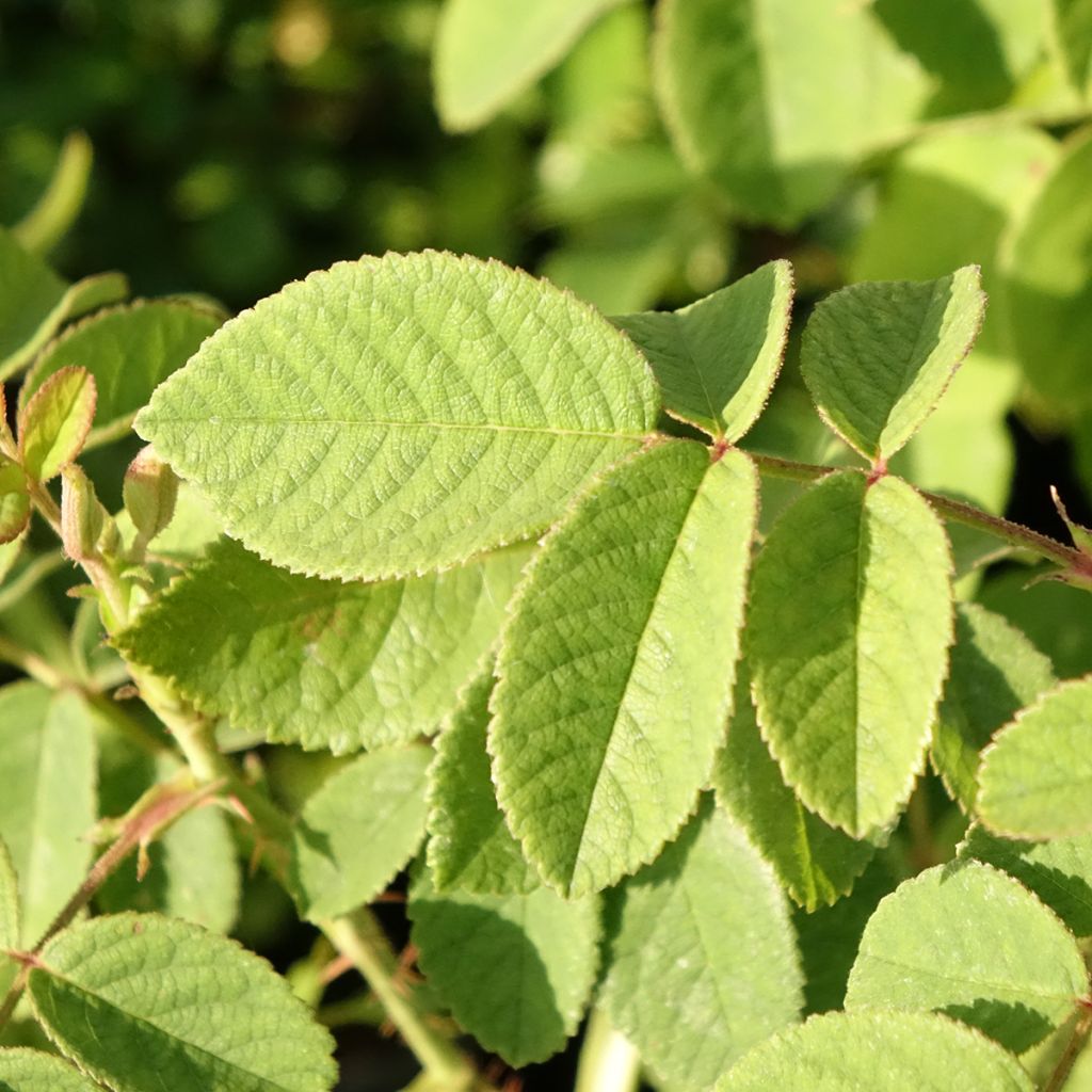 Roseira antiga Madame Hardy