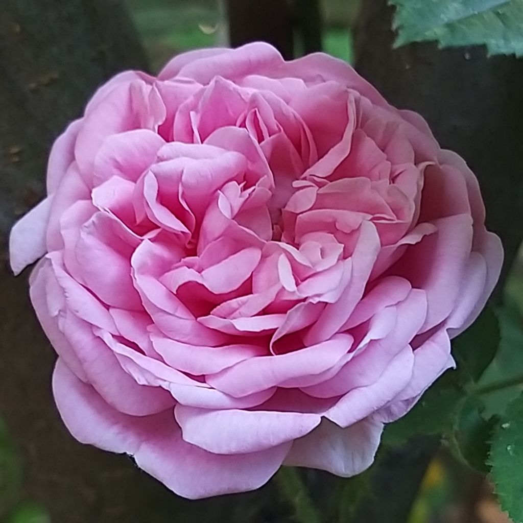 Roseira antiga Salet