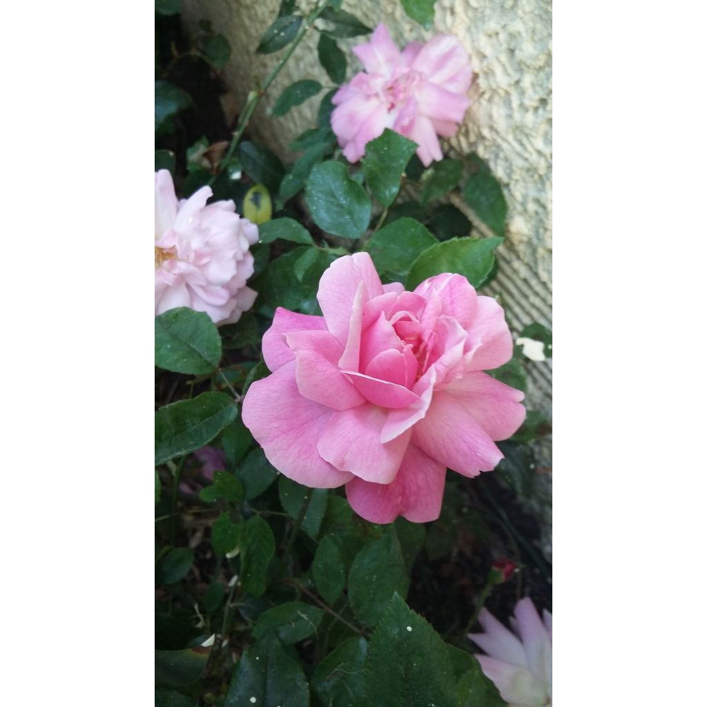 Roseira antiga Old Blush