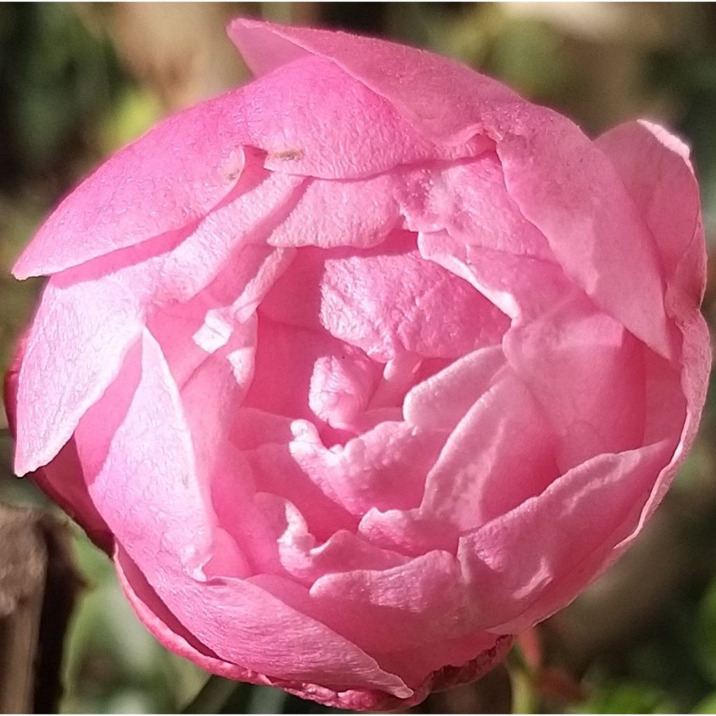Roseira antiga Old Blush