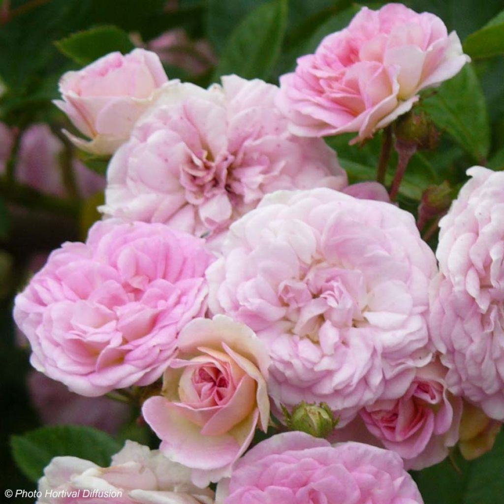 Roseira antiga Pink Ghislaine de Féligonde