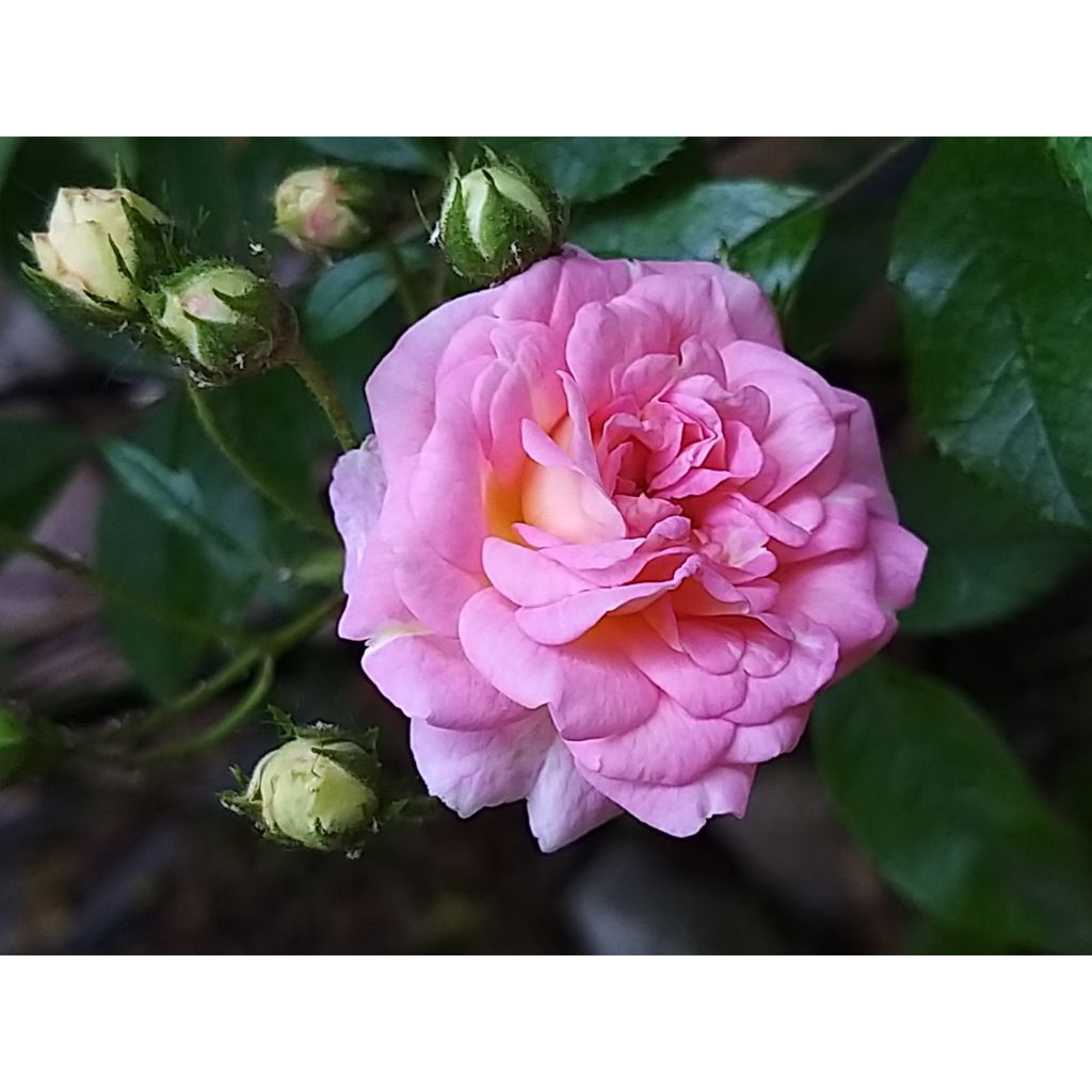 Roseira antiga Pink Ghislaine de Féligonde