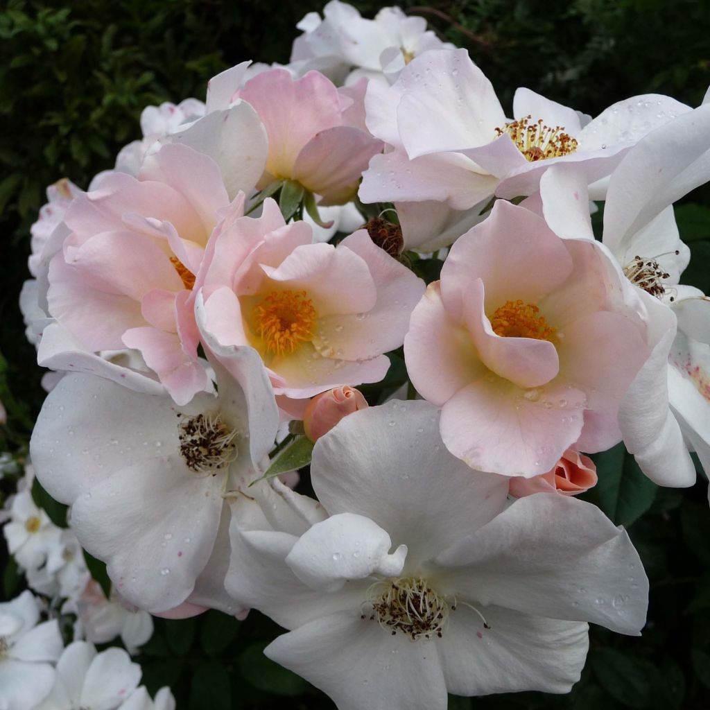 Roseira antiga Sally Holmes