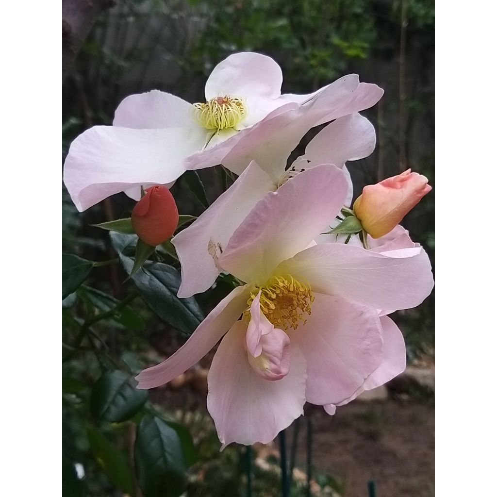 Roseira antiga Sally Holmes