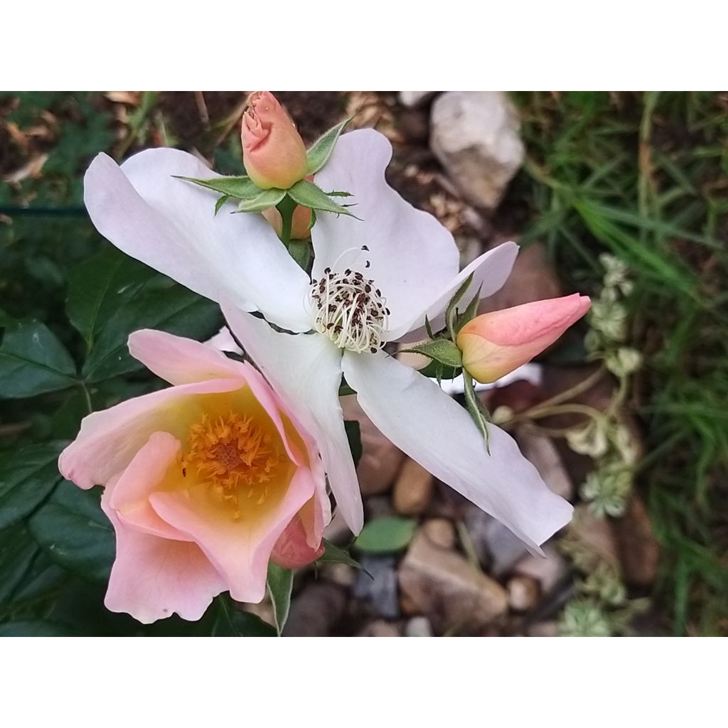 Roseira antiga Sally Holmes