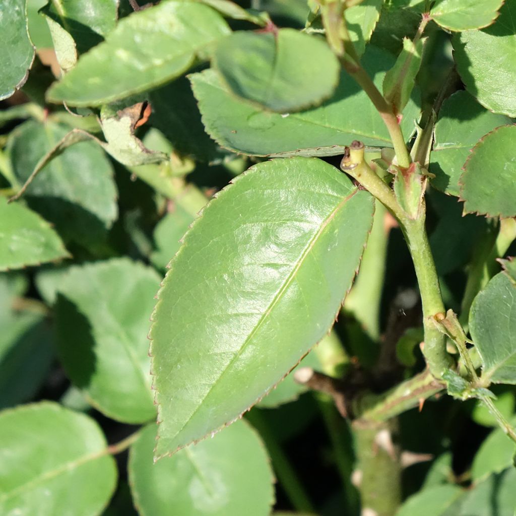 Roseira antiga Souvenir de la malmaison