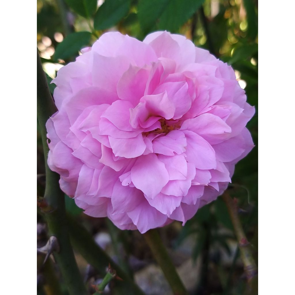 Roseira inglesa The Mayflower