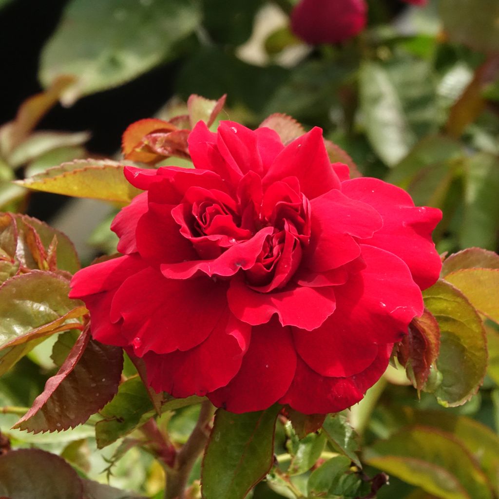 Roseira inglesa Hamlet