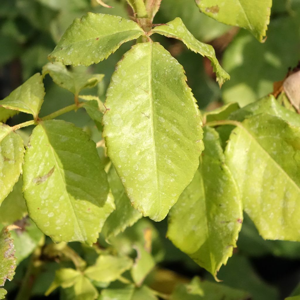 Roseira inglesa Sir Lancelot