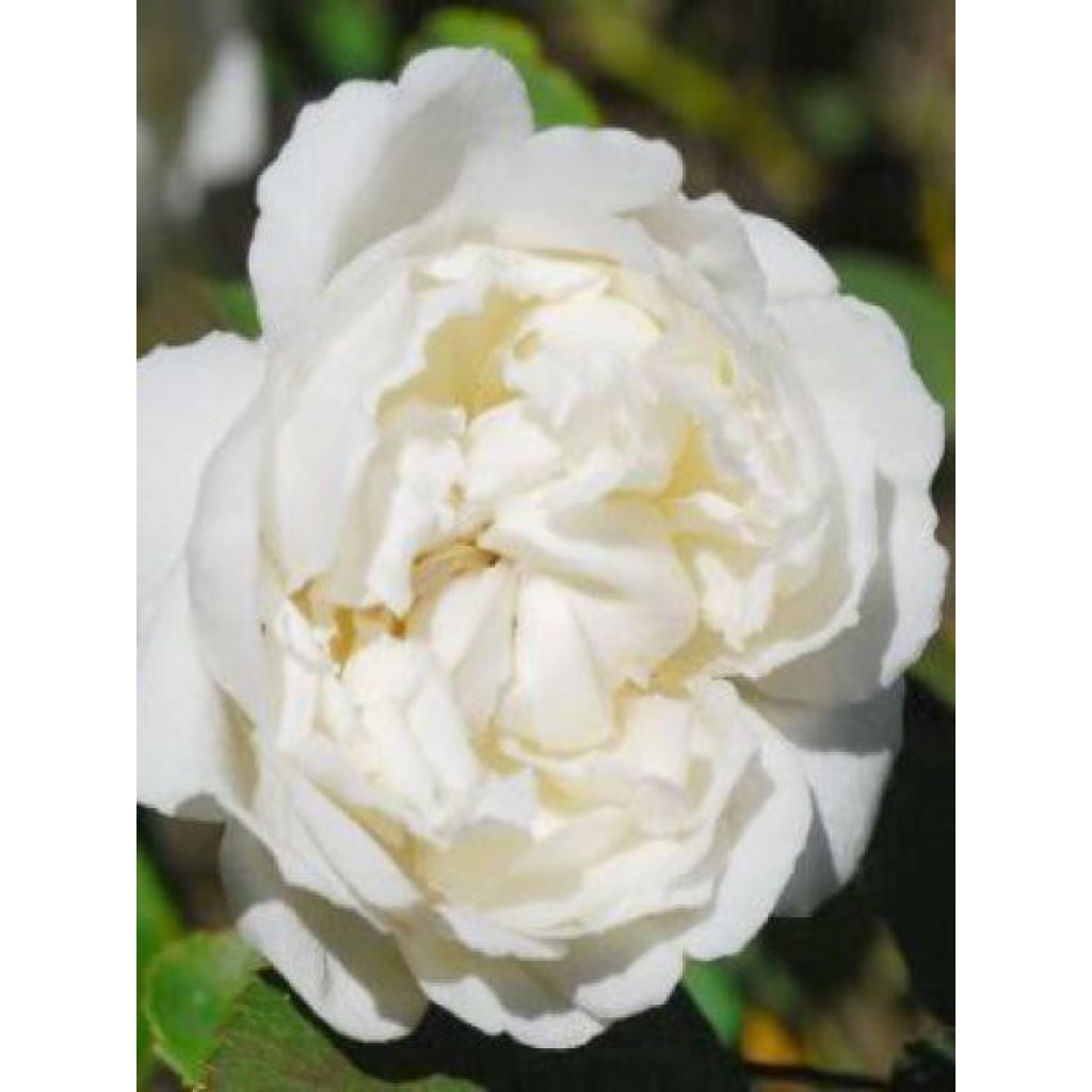 Roseira inglesa Winchester Cathedral