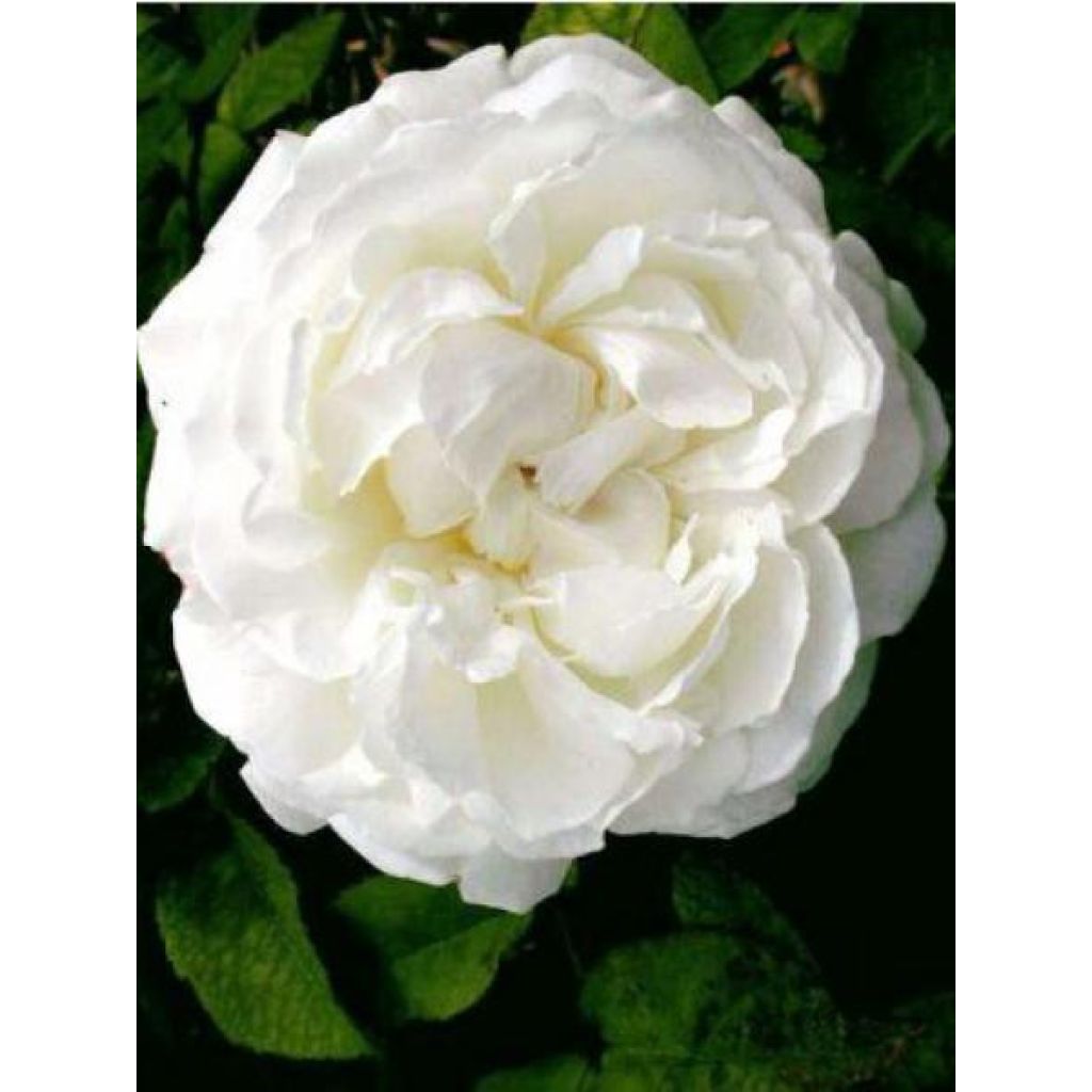 Roseira inglesa Winchester Cathedral