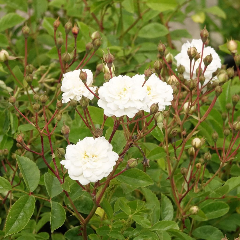 Roseira arbustiva Annelies