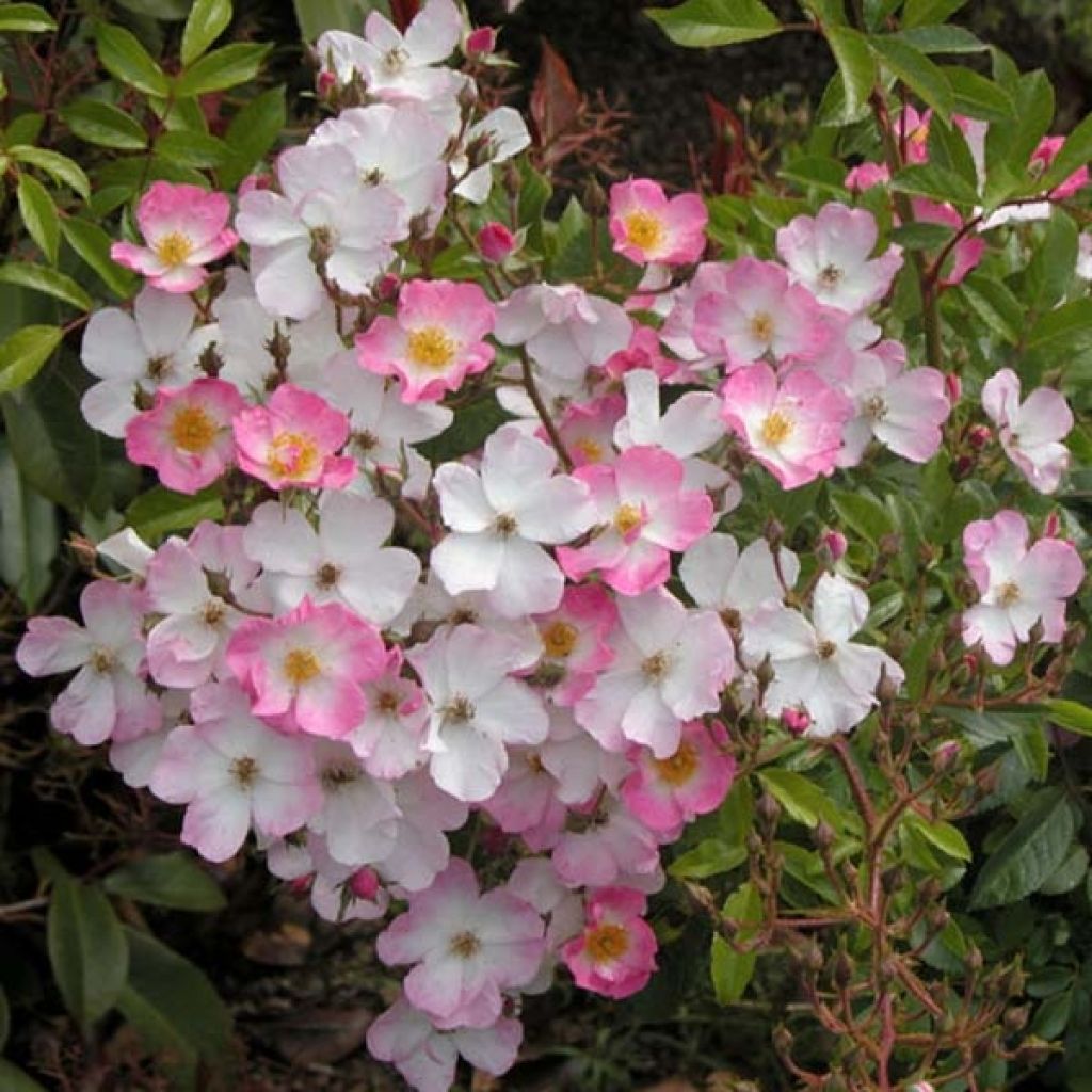 Roseira antiga Ballerina