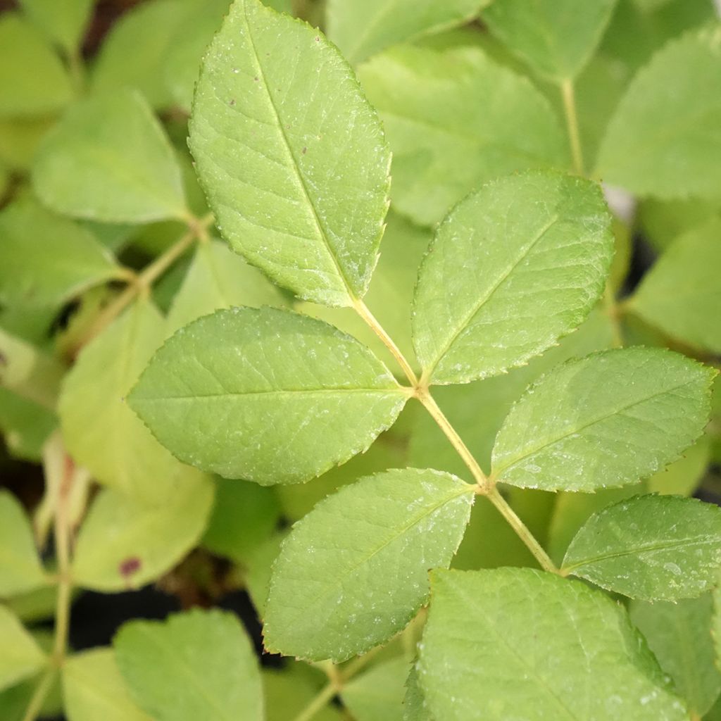Roseira arbustiva Chateau de Munsbach