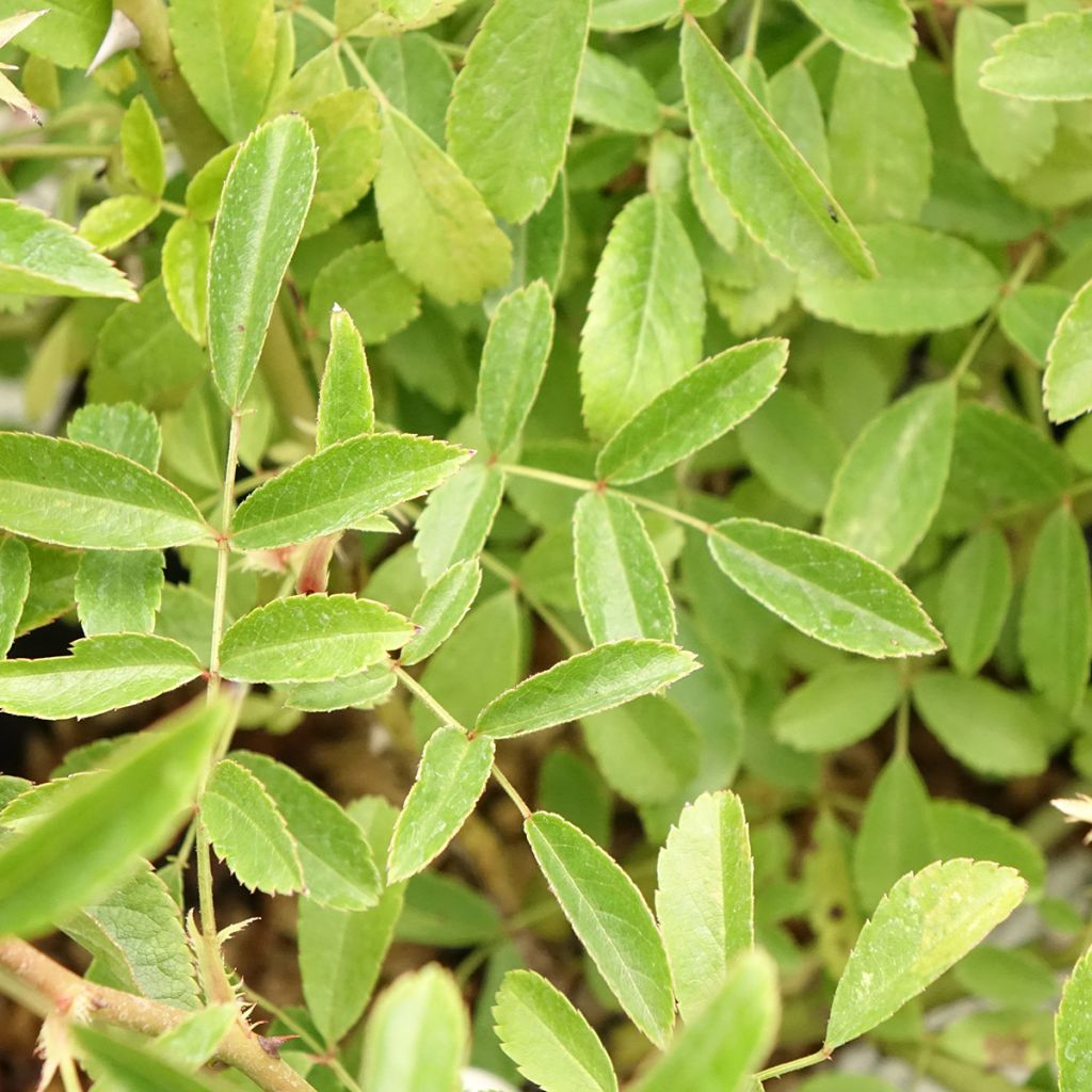 Roseira arbustiva Diamant Rose