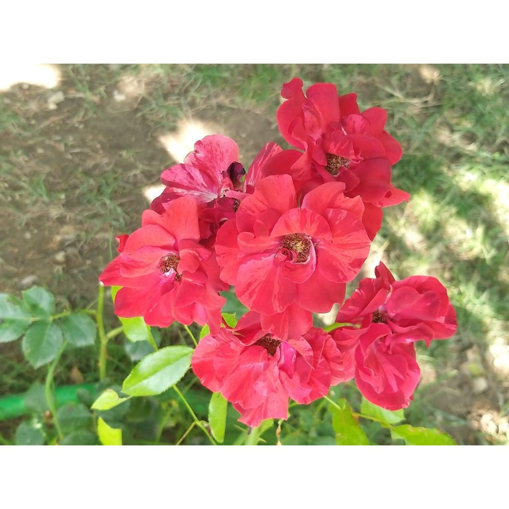 Roseira arbustiva Queen of the Night