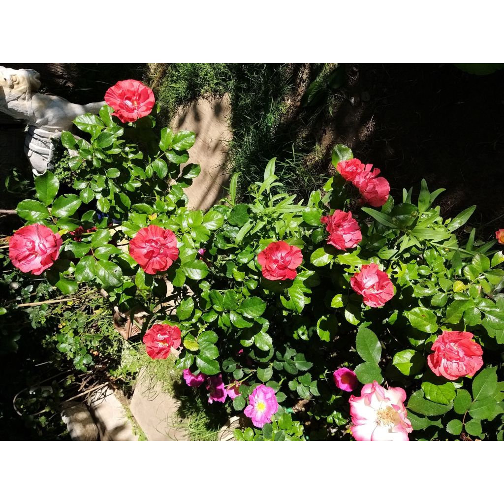 Roseira arbustiva Queen of the Night