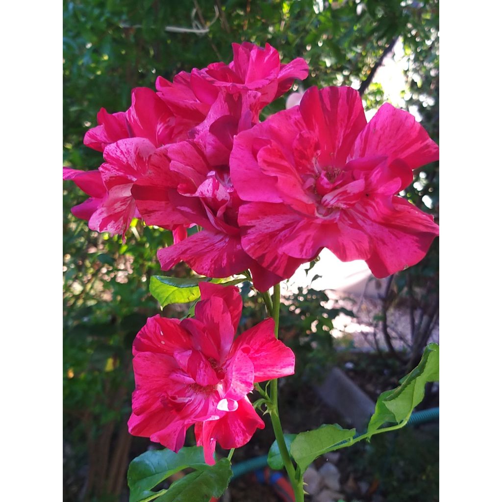 Roseira arbustiva Queen of the Night