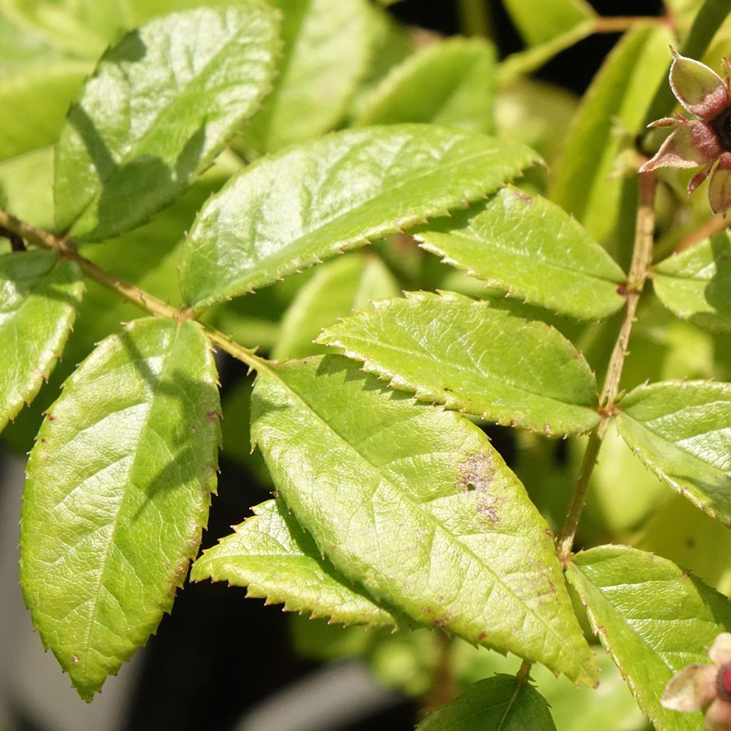 Roseira arbustiva Matchball