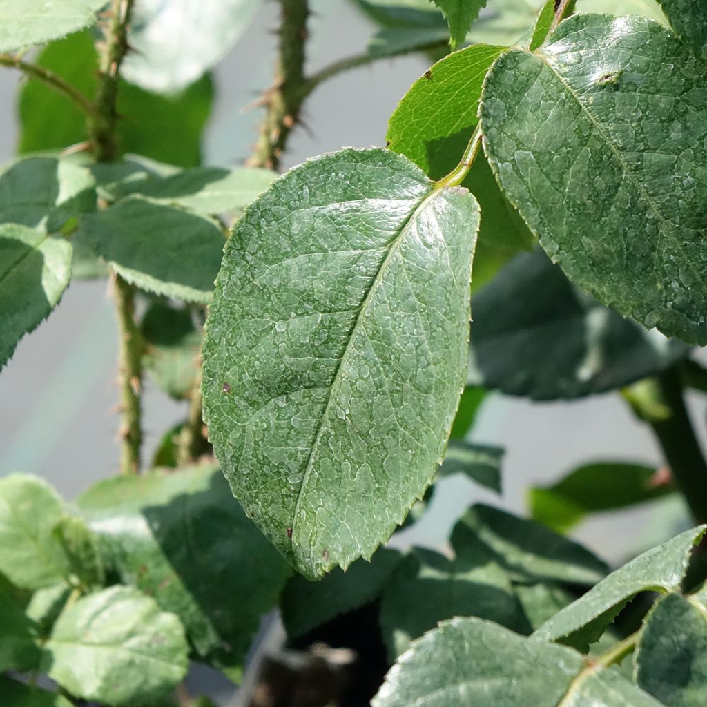 Roseira arbustiva Grand Hotel